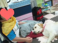 障がい児 発達支援･放課後等デイサービス（旧：児童デイサービス）京都市南区わいわいルームのセラピー犬エステルちゃん