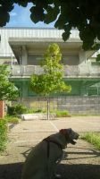 障がい児 発達支援･放課後等デイサービス（旧：児童デイサービス）京都市南区わいわいルームのセラピー犬エステルちゃん